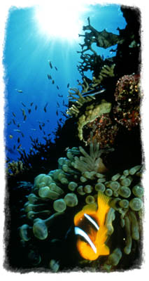 dive_pic4.jpg (22311 Byte)