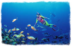 owd1.jpg (10119 Byte)